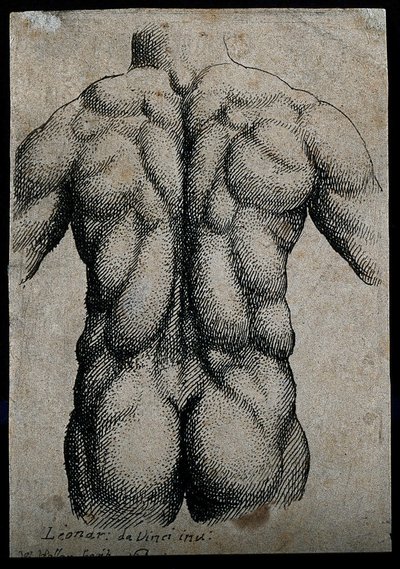 Torso de un hombre, visto desde la espalda, con los músculos enfatizados de Leonardo da Vinci